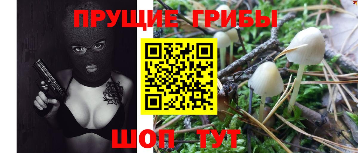 Галлюциногенные грибы Psilocybe Элиста